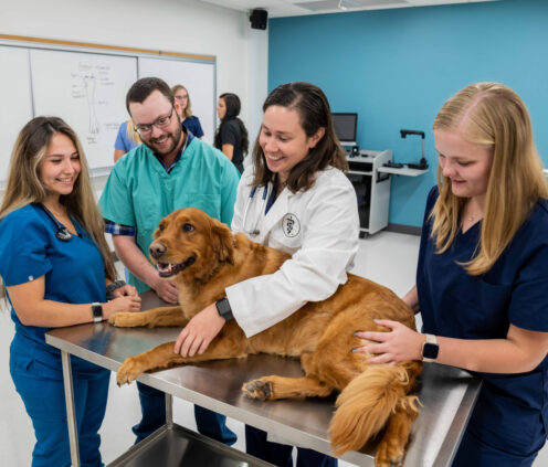 Group of SDSU vet students and a professor gathered around a table, examining a golden retriever.