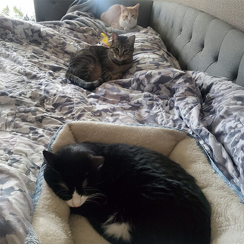 Photo of three cats laying in a bed.