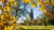 Photo of the Campanile, taken in the Fall, framed with trees with yellow leaves.