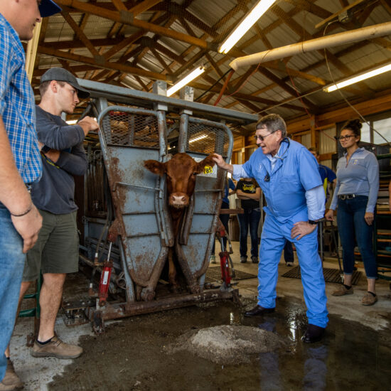 Dr. Gary Gackstetter, Director of the PPVM, along with a group of SDSU students examine a cow.