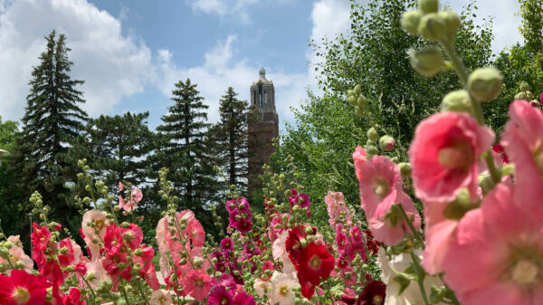 Photo of Campanile, framed with pink and red blooming flowers.