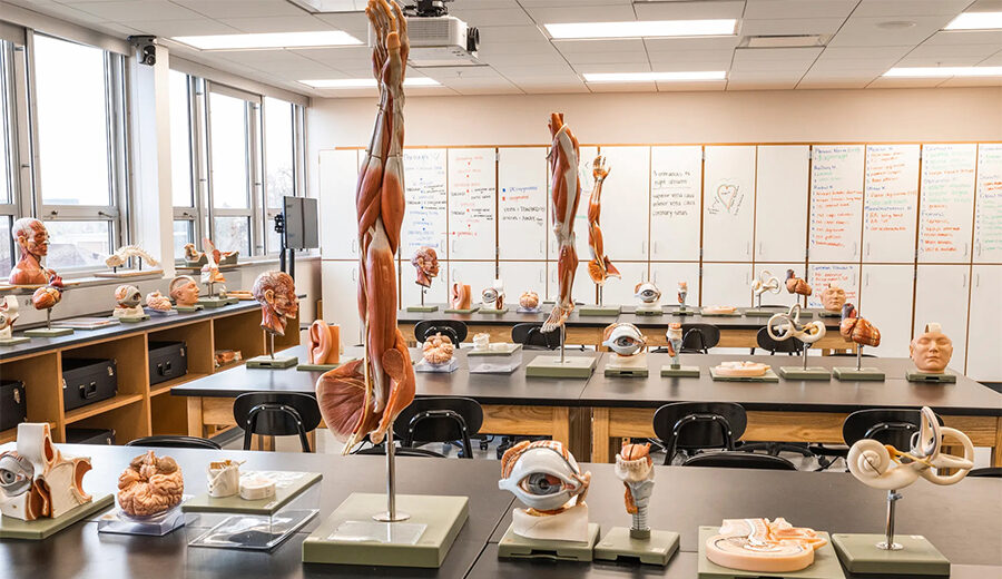 Various anatomy models in the Aamlid Family Human Anatomy Lab